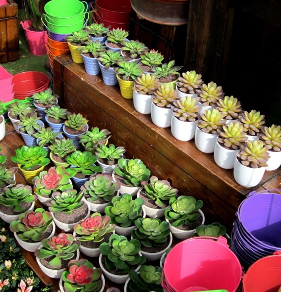 Miniature Cactus pots