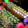 Miniature Cactus pots