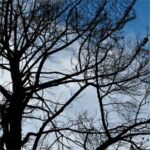 Miracle Tree in South Lebanon baffles the scientists.