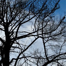 Photograph of Miracle Tree in South Lebanon baffles the scientists. NULL Lebanon