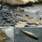 Environmental Disaster along the Mediterranean Coastline of Lebanon