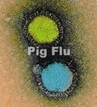 Photograph of Pig Influenza Flu Treatment NULL United States